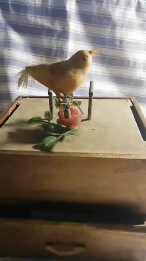 Pajarito y música